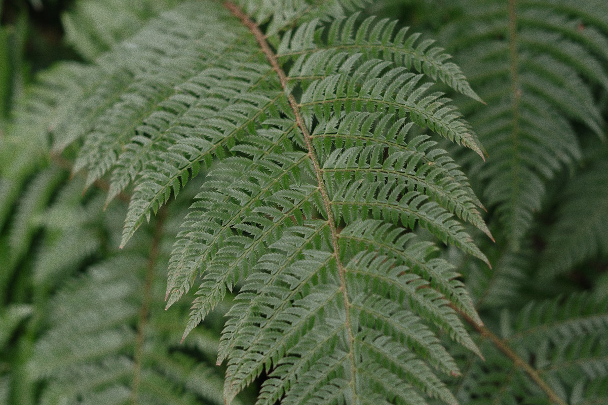 NewZealandFernsDrKathleen Dr Kathleen & Team